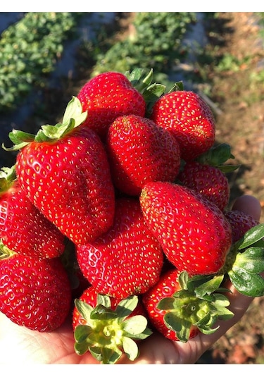 Doğal Yediveren Anadolu Çileği Tohumu 100 Ad Tohum