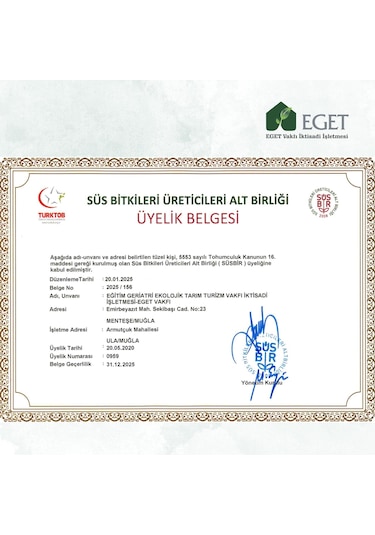 Kalp Kalbe Karşı Çiçeği Ceropegia Woodii - Beyaz Saksılı