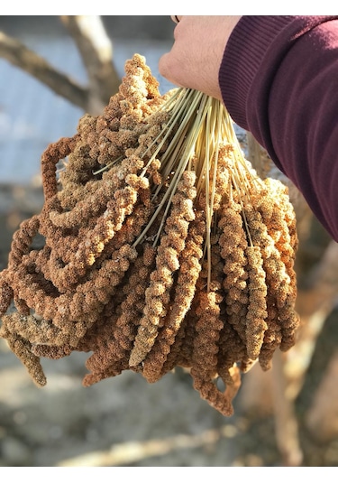 Murtcu Kızıl Dal Darı Protein Deposu Organik Kuş Yemi 5 Kg