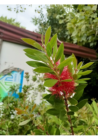 Fırça Çalısı Bitkisi 80-100 Cm