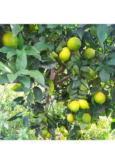 4 Adet Aşılı Yediveren Mayer Limon Ağacı Fidanı 3 Yaş