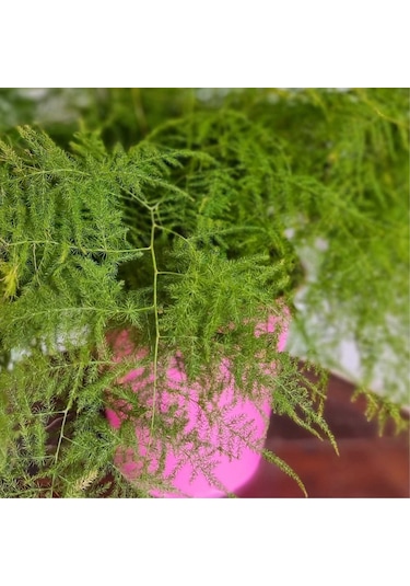Tül Kuşkonmaz Asparagus Plumosus