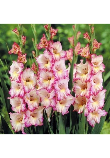 Priscilla Gladiolus Glayör Çiçeği Soğanı 2 Adet