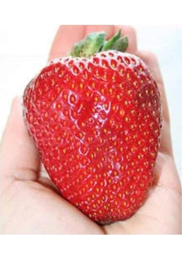 Süper Paket Dev Çilek Tohumu Yediveren Çillek Tohumu 145 Adet Tohum