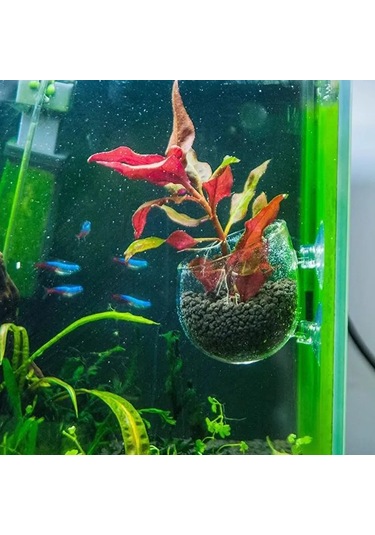 Qingmipy Akvaryum Bitki Suction Cup Cam Tepsisi - Bitki Büyümesi Ve Balık Gizlenme İçin, Işık Ve Hava Akışı Sağlar, Su Kalitesini Artırır