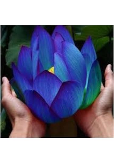 2 Adet Tohum Organik Mavi Lotus Çiçek Tohumu Su Çiçeği Tohumları