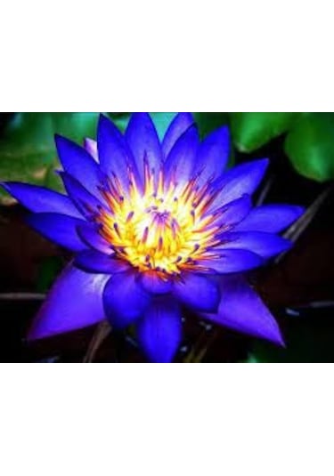 2 Adet Tohum Organik Mavi Lotus Çiçek Tohumu Su Çiçeği Tohumları