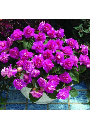 Rüzgarbotanik Mor Sardunya Çiçeği Fidanı 10Cm- 30Cm