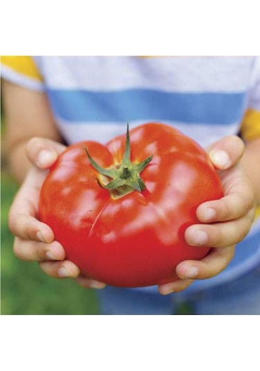 50 Adet İthal Dev Hollanda Domates Tohumu + Sebze Tohumu