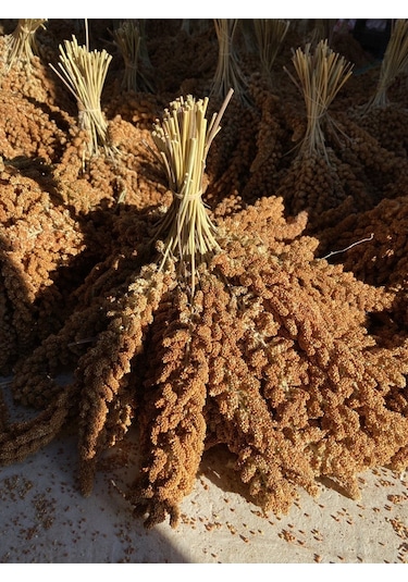 Altin Ekin Doğal Kızıl Daldarı 1 Kg (Tilki Kuyrugu)