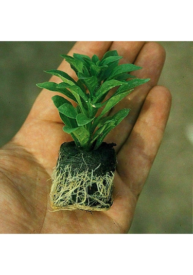 Sınırlı Stok Nadir Renkler Pinkerbell Sardunya Canan Çiçeği Fidesi 1 Adet