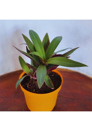 Tradescantia Spathacea İstiridye Telgraf Çiçeği