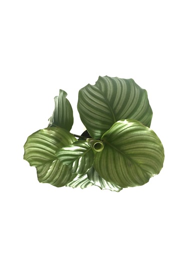 Calathea Orbifolia (Dua Çiçeği) Ø12 CM Y30-35 CM