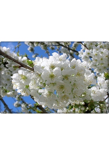 Çinko Ve Fosfor Gübresi 3-15-0+6Zn (Elfer Znp)1 L