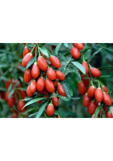 Goji Berry Fidanı Açık Köklü - 30 Cm