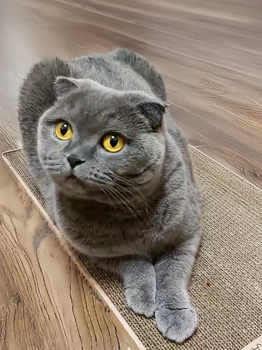 Kogtedralka Tekerleme Etkli Karton Kedi Tırmalama Tahtası, Yer Tipi Tırmalama Tahtası 23790688