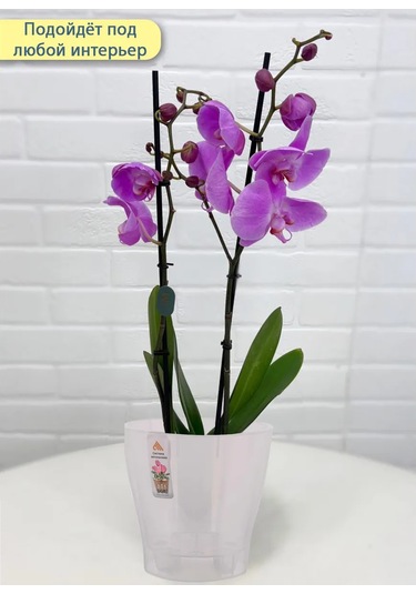 Al' Ternatıva Leia Orkide Saksısı 2,2 L, Drenajlı 13195594