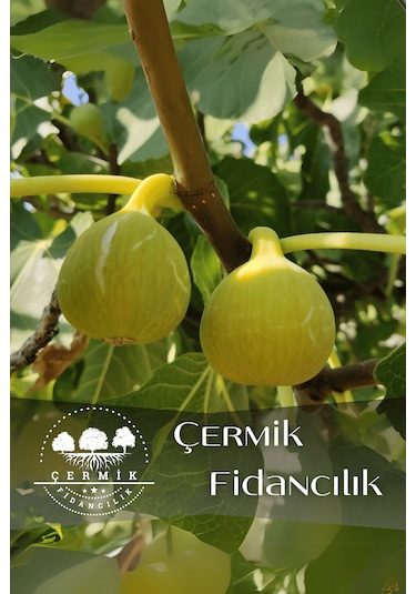 Tüplü Bursa Sarı İncir Fidanı