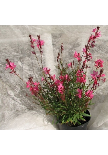 Gaura Çiçeği 30 Adet - Çok Yıllık Dış Mekan Çiçeği