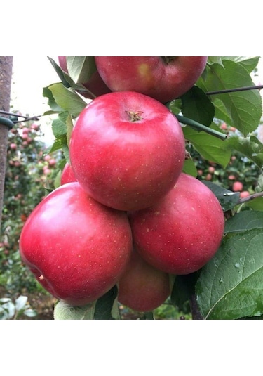 3 Yaş Tüplü Fuji Elma Fidanı Boy 150-180 Cm