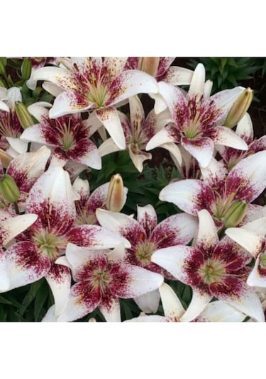 2 Adet Renkli Göbek Kokulu Lilyum Zambak Çiçek Soğanı