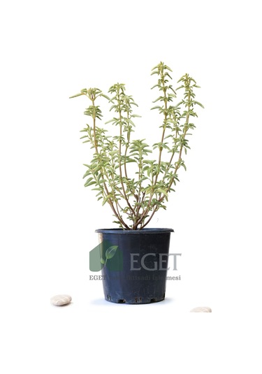 Anadolu Ada Çayı (Salvia fruticosa)- 3 lt Saksıda