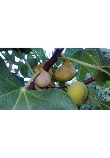 Nazilli Kuru Inciri 1 Kg - Doğal Ve Işlem Görmemiş - Diğer