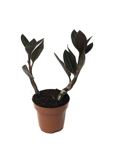Ludisia Discolor (Mücevher Orkide Çiçeği) Ø12 CM Y15-20 CM