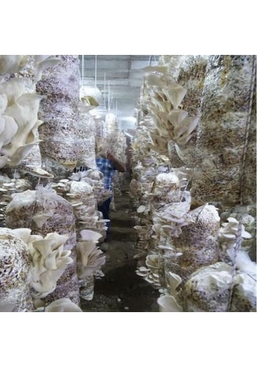 Sylvan İstiridye Mantar Tohum Kışlık1 Kilo