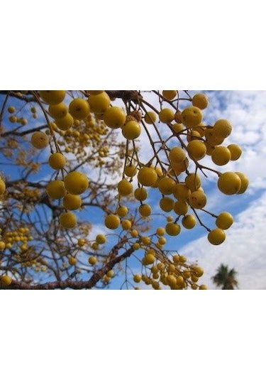 Tüplü Tesbih Ağacı Fidanı - Bahçenizde Zarafet Ve Gölge