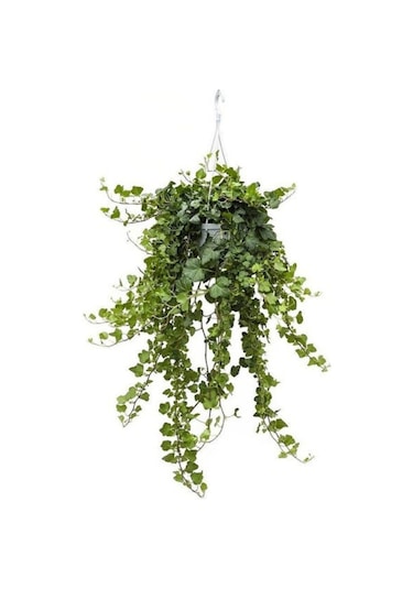 Hedera Helix Sarmaşığı Askılı Saksı Iç Mekan Salon Sarmaşığı