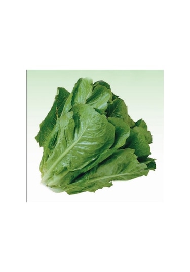 Paris İsland Marul Tohumu 100+ Tohum N118223