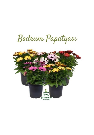 4'lü Bodrum Papatyası Seti Sarı+pembe+mor+kırmızı Rengarenk Canlı Çiçek