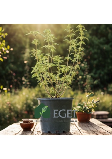 Anadolu Ada Çayı (Salvia fruticosa)- 3 lt Saksıda