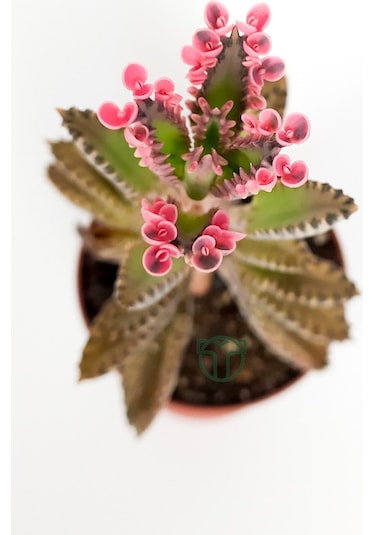 Aşkın Gözyaşları Çiçeği Kalanchoe Daigremontiana Pembe 5.5 Cm Sak