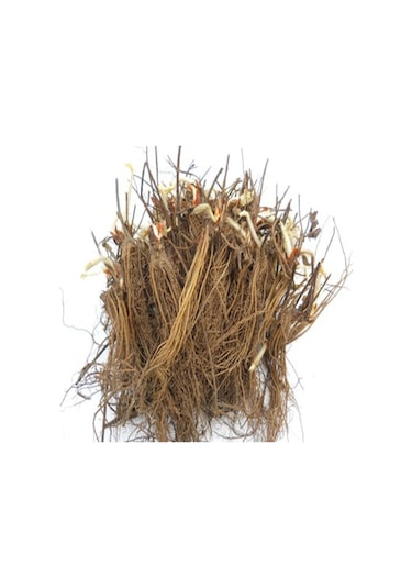 95 Ad. Rubygem Açık Kök Frigo Tz.yediveren Çilek Fidesi Fidanı