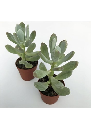 Pachyphytum Glutinicaule Sukulent Bitki