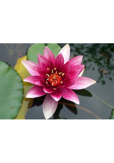 Lotus Çiçeği Tohum Nilüfer Çiçeği Tohumu 1 Tohum + Spriz T