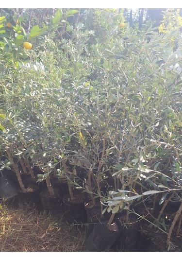 Sofralık Gemlik Zeytin Fidanı 1 Adet Tüplü 40-60cm Bol Verimli
