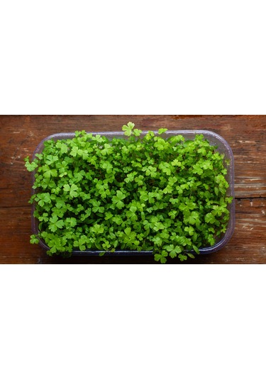 Maydanoz Mikro Yeşillik Tohumu D'giant İtaliana Çeşidi, 15 Gram