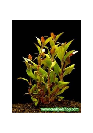 Alternanthera Reineckii 10 Adet