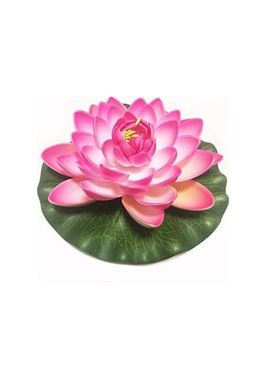 Süper Paket 20 Adet Tohum Lotus Tohumu Nilüfer Çiçeği Tohumu