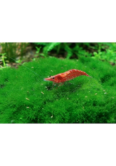Kiraz Karides 10 Adet 1-1,2 Cm