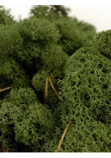 Trend Bahçe Dark Green Şoklanmış Reindermoss Teraryum Yosunu 50 G