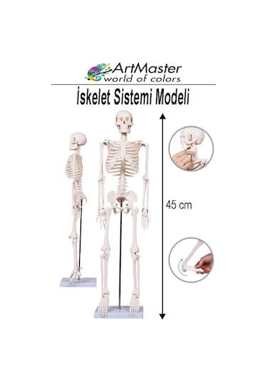 İskelet Sistemi Maketi 45 Cm 1 Adet İnsan İskelet Modeli Haraketli Eğitim İskelet Anatomisi İskelet Sistemi Fen Deney