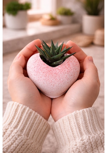 Pembe Kalp Saksıda Sukulent Romantik Canlı Hediye