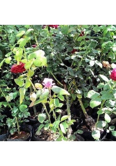 Tüplü Aşılı Little Turuncu Sunset Aşılı Yediveren Gül Fidanı