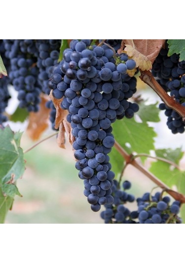 Siyah Şarköy Üzümü Tohumu Üzüm Tohumu 5 Tohum + Toh