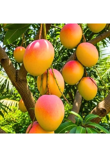 Kent Mango Fidanı 2 Yaş Aşılı, Tüplü, 60 70 Cm Lifsiz & Tatlı
