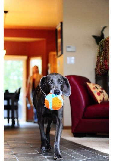 Chuckit! Indoor Ball Eve Özel Yumuşak Köpek Oyun Topu